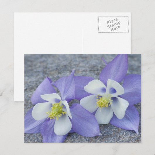 オダマキ（植物）花 ポストカード (正面/裏面)