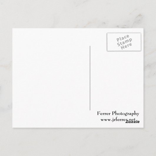 オダマキ（植物）花 ポストカード (裏面)