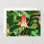 オダマキ(植物)花 ポストカード (正面/裏面)