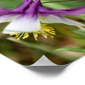 オダマキ（植物）開花ポスター ポスター (角)