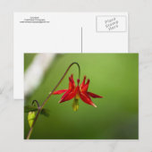 オダマキ（植物）1 ポストカード (正面/裏面)