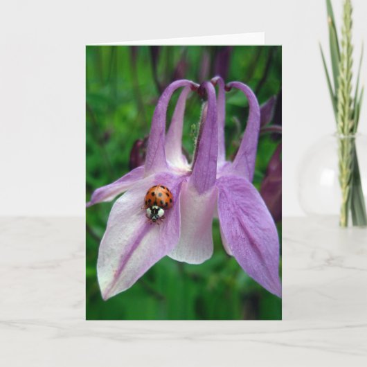 オダマキ（植物）2カード カード (正面)