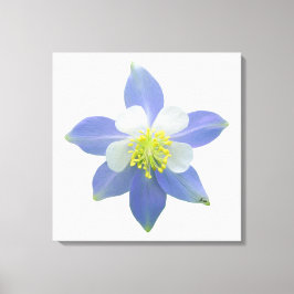 オダマキ(植物)2 キャンバスプリント