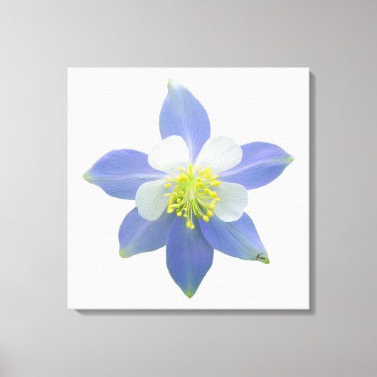 オダマキ（植物）2 キャンバスプリント (正面)