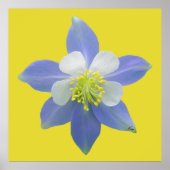 オダマキ（植物）2 ポスター (正面)