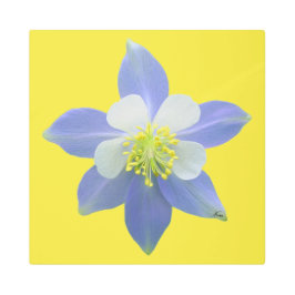 オダマキ（植物）2 メタルプリント