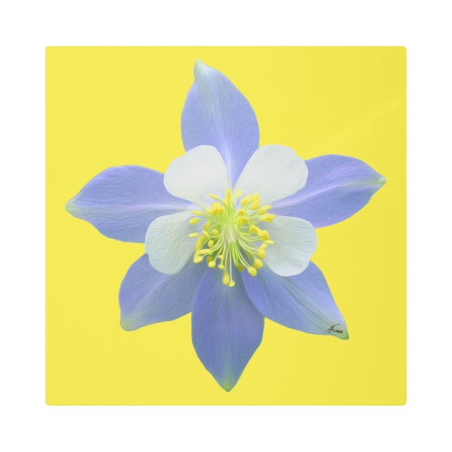 オダマキ（植物）2 メタルプリント (正面)