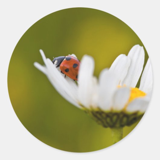 オックスアイの美しいLadybirdデイジーラウンドシール ラウンドシール (正面)