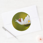 オックスアイの美しいLadybirdデイジーラウンドシール ラウンドシール (封筒)