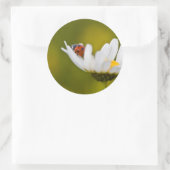 オックスアイの美しいLadybirdデイジーラウンドシール ラウンドシール (バッグ)