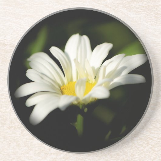 オックスアイデイジーサンドストーンコースター コースター (正面)