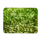 オックスアイデイジー抽象芸術印象主義 マグネット (横)