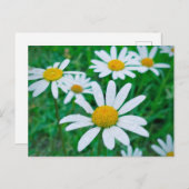 オックスアイデイジー花草地写真撮影アート ポストカード (正面/裏面)