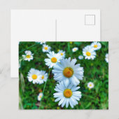 オックスアイデイジー ポストカード (正面/裏面)