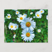 オックスアイデイジー ポストカード (正面)