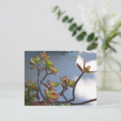 オックスナードのデッキで多肉…自然のデザイン... ポストカード (スタンド正面)