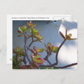 オックスナードのデッキで多肉…自然のデザイン... ポストカード (正面/裏面)