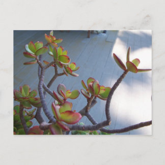 オックスナードのデッキで多肉…自然のデザイン... ポストカード