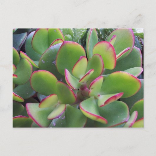 オックスナードの素敵な庭園ビーチは… ポストカード (正面)