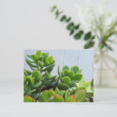 オックスナードセラミックポットで栽培…カリフォルニアリビング ポストカード (スタンド正面)