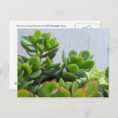 オックスナードセラミックポットで栽培…カリフォルニアリビング ポストカード (正面/裏面)