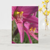 オックスブラッドリリー カード (黄色い花)