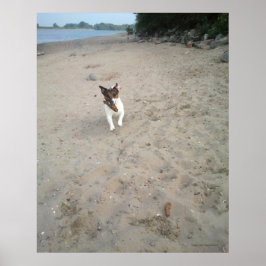 オッペンハイムのカポ、ジャック・ラッセル・テリアの犬 ポスター