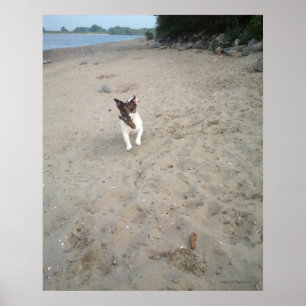 オッペンハイムのカポ、ジャック・ラッセル・テリアの犬 ポスター