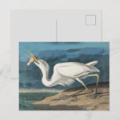 オデュボン オオシロサギ: ヴィンテージ 海岸の鳥 ポストカード (正面/裏面)