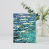 オトギリガニ科 ポストカード (スタンド正面)