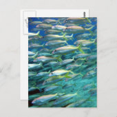 オトギリガニ科 ポストカード (正面/裏面)