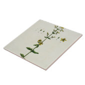 オトギリソウは、「好奇心が強い草」からの15をめっきします、 タイル (側面)