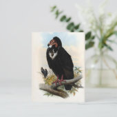 オトジプス・カルヴス。ハゲワシ ポストカード (スタンド正面)