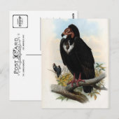 オトジプス・カルヴス。ハゲワシ ポストカード (正面/裏面)