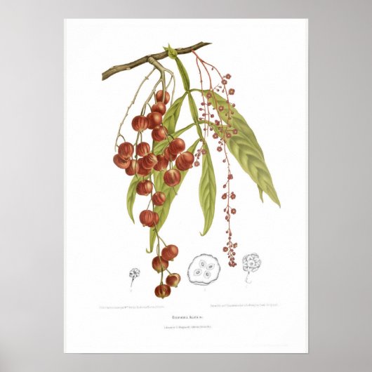 オトルファアラタ ポスター (正面)