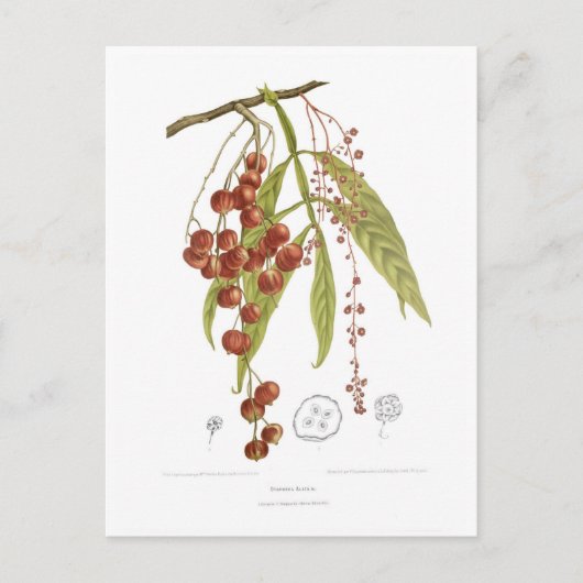 オトルファアラタ ポストカード (正面)