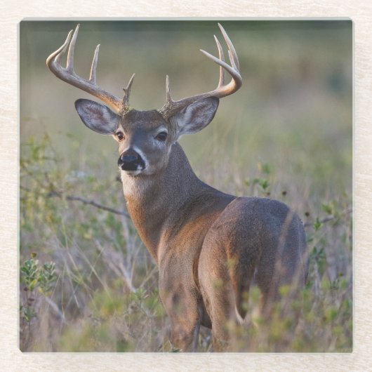 オドコイレウス産の白尾の鹿 ガラスコースター (正面)