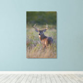 オドコイレウス産の白尾の鹿 キャンバスプリント (インサイチュ (ウッドフロア))