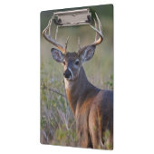 オドコイレウス産の白尾の鹿 クリップボード (左)