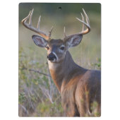 オドコイレウス産の白尾の鹿 クリップボード (裏面)