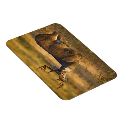 オドコイレウス・バージニアヌス成虫 マグネット (右側)