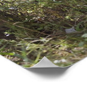 オドコイレウス・バージニアヌス2 ポスター (角)