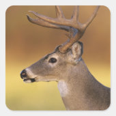 オドコイレウス・バージニアヌス・ホワイトテール・ディアー スクエアシール (正面)