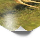 オドコイレウス・バージニアヌス・ホワイトテール・ディアー フォトプリント            (角)