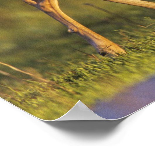 オドコイレウス・バージニアヌス・ホワイトテール・ディアー ポスター (角)