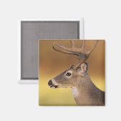 オドコイレウス・バージニアヌス・ホワイトテール・ディアー マグネット (正面/裏面)