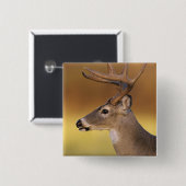 オドコイレウス・バージニアヌス・ホワイトテール・ディアー 缶バッジ (正面&裏面)