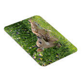 オドコイレウス・バージニアヌス マグネット (右側)