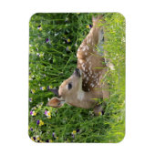 オドコイレウス・バージニアヌス マグネット (縦)