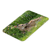 オドコイレウス・バージニアヌス マグネット (左側)